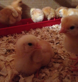 Newest baby chicks